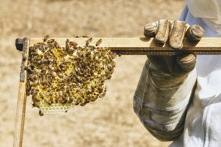 Marco de panal con abejas (foto de referencia)