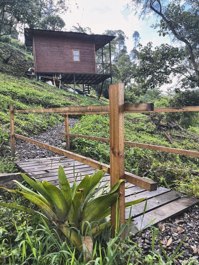 Sendero de tablas de madera entre bromelias