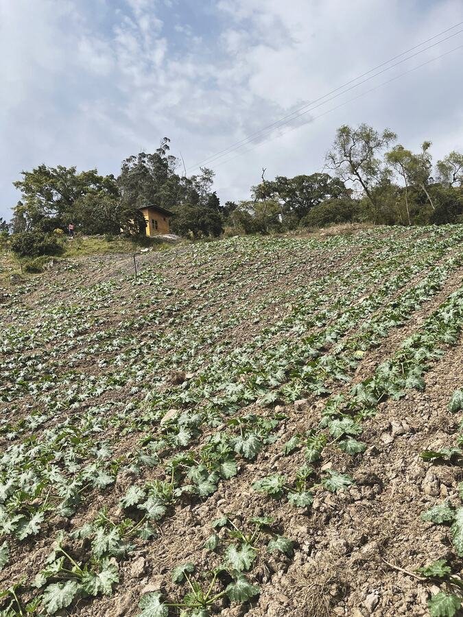 Ladera cultivada en la vereda Barro Negro